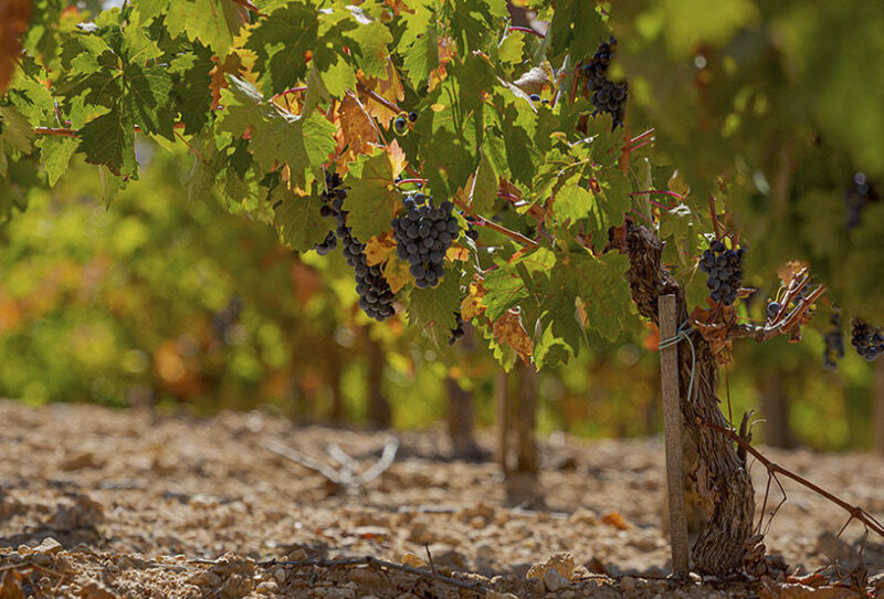 WALKING ON THE WINE SIDE® «Vielen Dank für jeden Tag dieses Jahres. Auf dass wir noch lange zusammen träumen» RED Ausgabe MBE Reserve