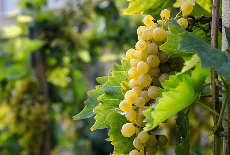 WALKING ON THE WINE SIDE® «Dank dir wird nächstes Jahr ein gutes Jahr. Frohe Weihnachten Carlos!» WHITE Ausgabe