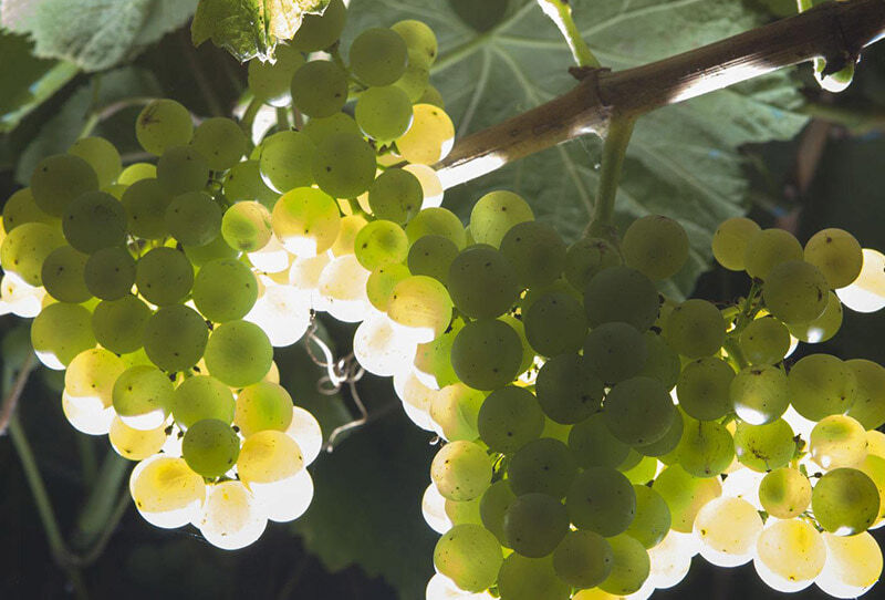 WALKING ON THE WINE SIDE® «Öffnen Sie diese Flasche und lassen Sie den Wein atmen. Wenn Sie vermuten, dass er nicht atmet, packen Sie die Flasche am Hals u» WHITE Ausgabe