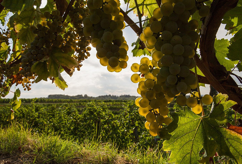 WALKING ON THE WINE SIDE® «Спасибо, что доверили нам еще один год. С новым годом» Издание WHITE