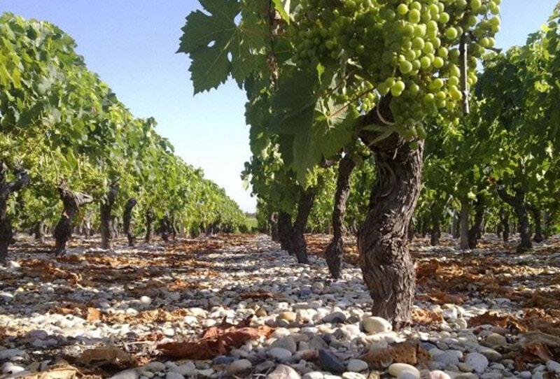 WALKING ON THE WINE SIDE® «Très cher Père Noël: cette année je veux un corps mince et un gros portefeuille. Dans cet ordre! Ne vous trompez pas comme l'ann» Édition WHITE