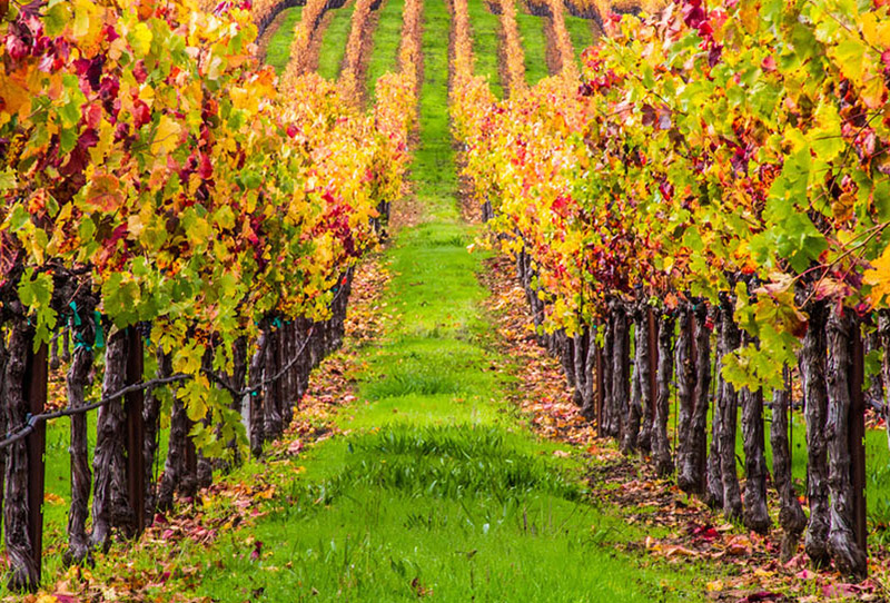 WALKING ON THE WINE SIDE® «Ne demandez jamais au coiffeur si vous avez besoin d'une coupe de cheveux» Édition WHITE