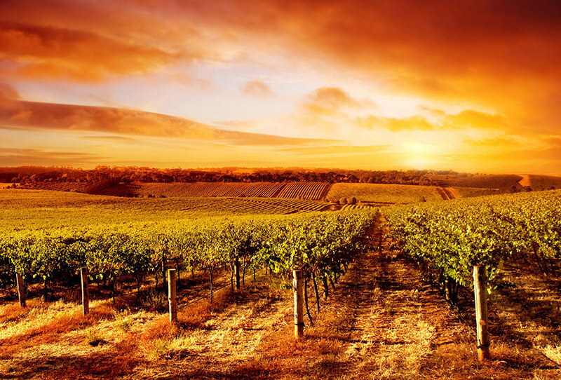 WALKING ON THE WINE SIDE® «Aschenputtel hat nie um einem Prinzen gebeten. Sie bat um ein Kleid und eine freie Nacht» ROSÉ Ausgabe