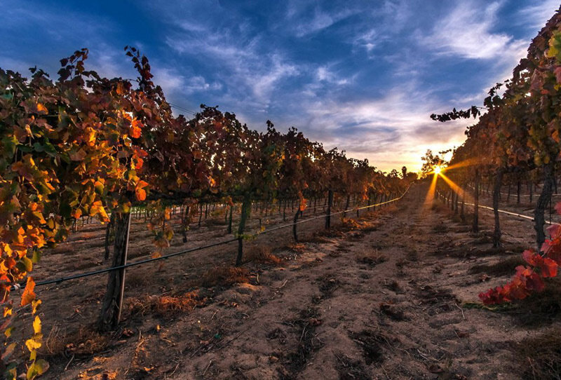 WALKING ON THE WINE SIDE® «Nunca pergunte ao cabeleireiro se você precisa de um corte de cabelo» Edição ROSÉ