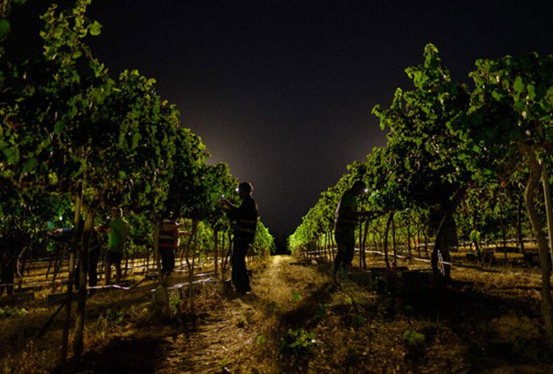 WALKING ON THE WINE SIDE® «Ceux qui ont partagé ma faim mangeront à ma table» Édition WHITE