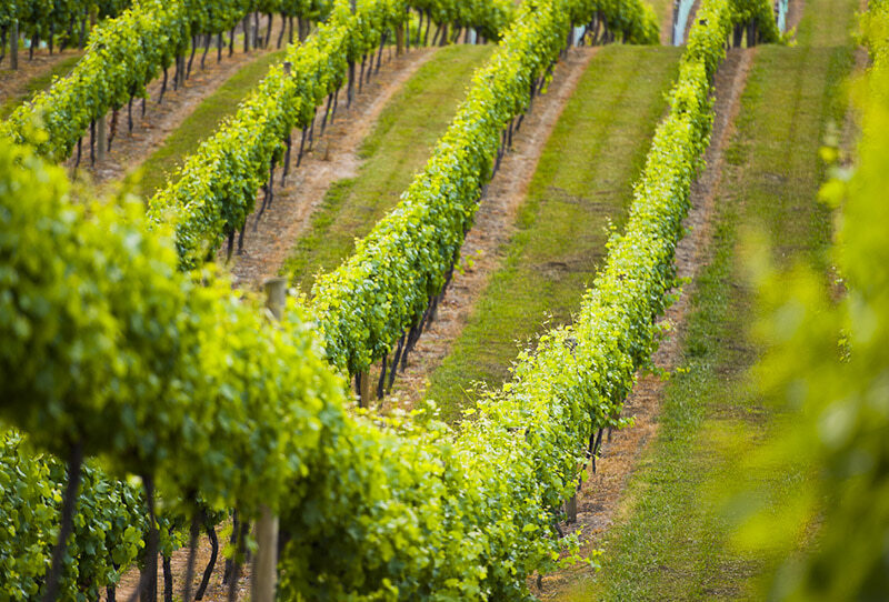 WALKING ON THE WINE SIDE® «por que você insiste em ser como os outros, se você nasceu para se destacar?» Edição ROSÉ