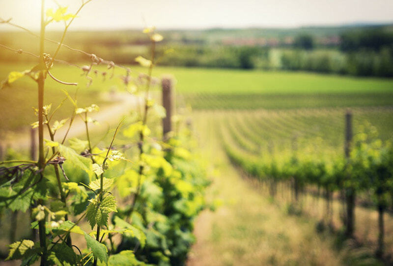 WALKING ON THE WINE SIDE® «La fiducia non è sapere tutto l'uno dell'altro. Non è necessario saperlo» Edizione WHITE