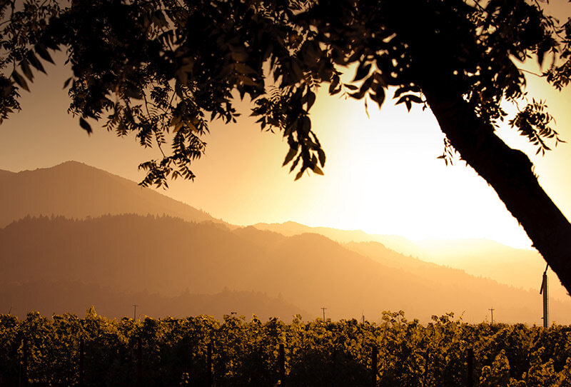 WALKING ON THE WINE SIDE® «Man ändert sich aus drei Gründen: man hat zu viel gelernt, genug gelitten oder ist es Leid geworden» WHITE Ausgabe